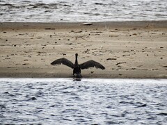 Great Cormorant (Phalacrocorax carbo)