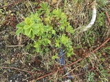 Rynkerose (Rosa rugosa)