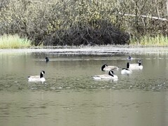 Canada Goose (Branta canadensis)