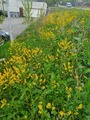 Russekål (Bunias orientalis)