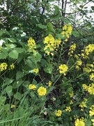 Russekål (Bunias orientalis)