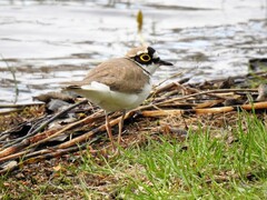 Little Ringed Plover (Charadrius dubius)