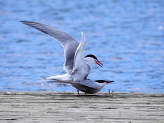 Common Tern (Sterna hirundo)