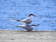 Common Tern (Sterna hirundo)