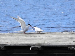 Common Tern (Sterna hirundo)