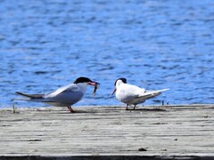 Common Tern (Sterna hirundo)