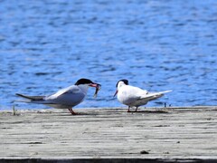 Makrellterne (Sterna hirundo)