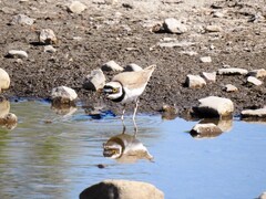 Little Ringed Plover (Charadrius dubius)