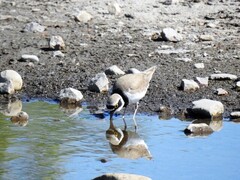 Little Ringed Plover (Charadrius dubius)