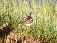 Common Greenshank (Tringa nebularia)