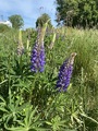 Hagelupin (Lupinus polyphyllus)