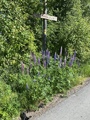 Hagelupin (Lupinus polyphyllus)