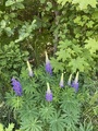 Hagelupin (Lupinus polyphyllus)