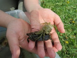 Strandkrabbe (Carcinus maenas)