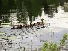 Stokkand (Anas platyrhynchos)