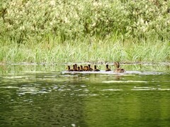 Stokkand (Anas platyrhynchos)