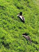 Mallard (Anas platyrhynchos)