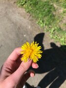 Løvetannslekta (Taraxacum)