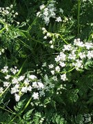 Hundekjeks (Anthriscus sylvestris)