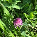 Rødkløver (Trifolium pratense)