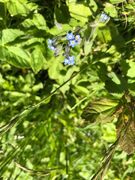 Forglemmegeislekta (Myosotis)