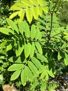 Rogn (Sorbus aucuparia)