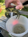 Strandkrabbe (Carcinus maenas)