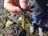 Blæretang (Fucus vesiculosus)