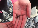 Strandkrabbe (Carcinus maenas)