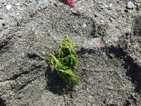 Sagtang (Fucus serratus)