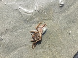 Krepsdyr (Crustacea)