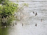 Kanadagås (Branta canadensis)