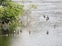 Canada Goose (Branta canadensis)