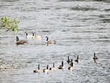 Kanadagås (Branta canadensis)