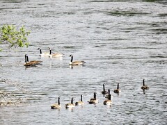 Kanadagås (Branta canadensis)