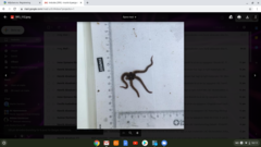 Brittle stars (Ophiuroidea)