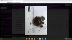 Sea urchins (Echinoidea)