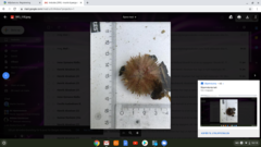 Sea urchins (Echinoidea)