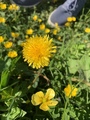 Løvetannslekta (Taraxacum)