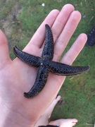 Starfish (Asteroidea)
