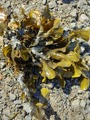 Sagtang (Fucus serratus)