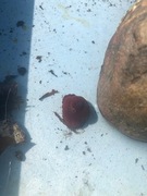 Red algae (Rhodophyta)