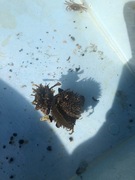 Sea urchins (Echinoidea)