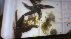 Vanlig korstroll (Asterias rubens)