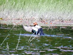 Eurasian Wigeon (Anas penelope)