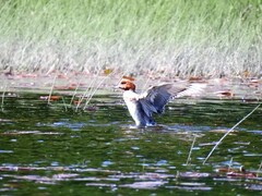 Eurasian Wigeon (Anas penelope)