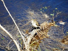 Strandsnipe (Actitis hypoleucos)