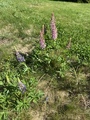 Hagelupin (Lupinus polyphyllus)