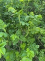 Rynkerose (Rosa rugosa)