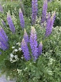 Hagelupin (Lupinus polyphyllus)